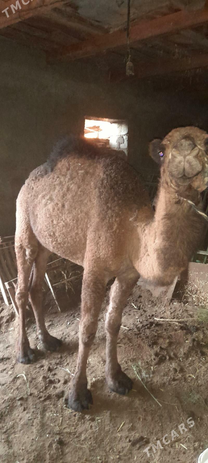 owşuk - Aşgabat - img 2