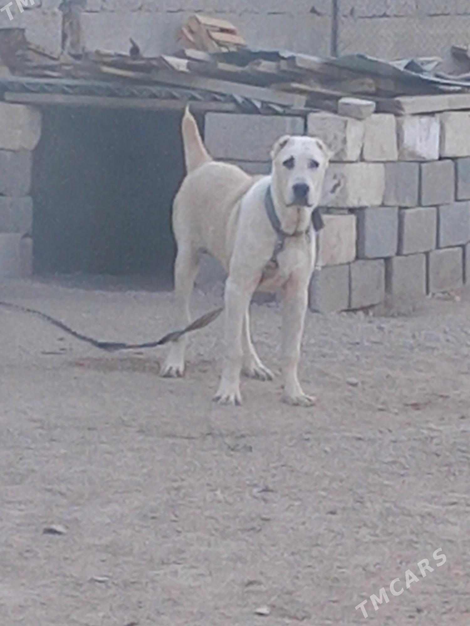 alabay - Ашхабад - img 2