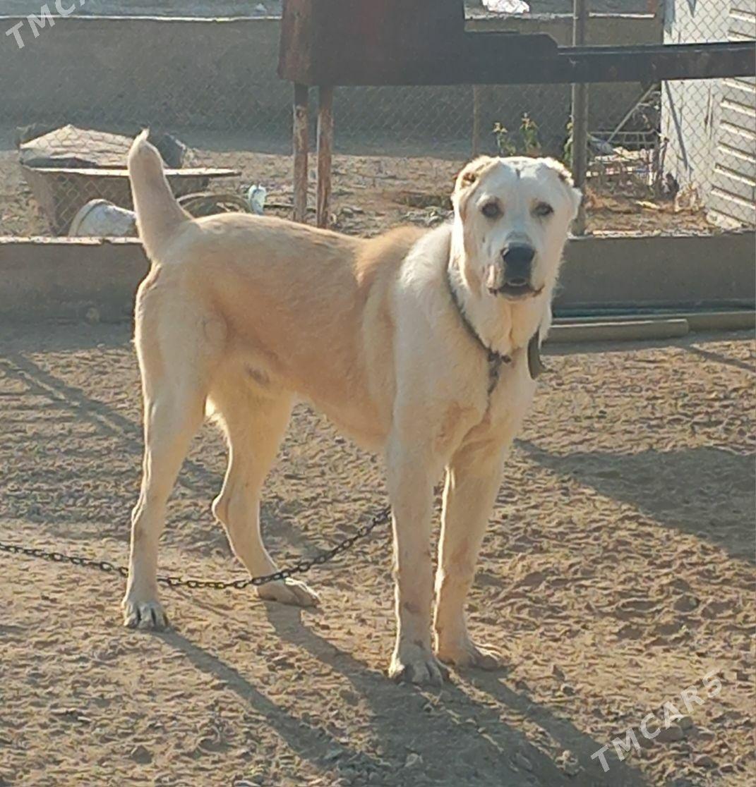 alabay - Ашхабад - img 1