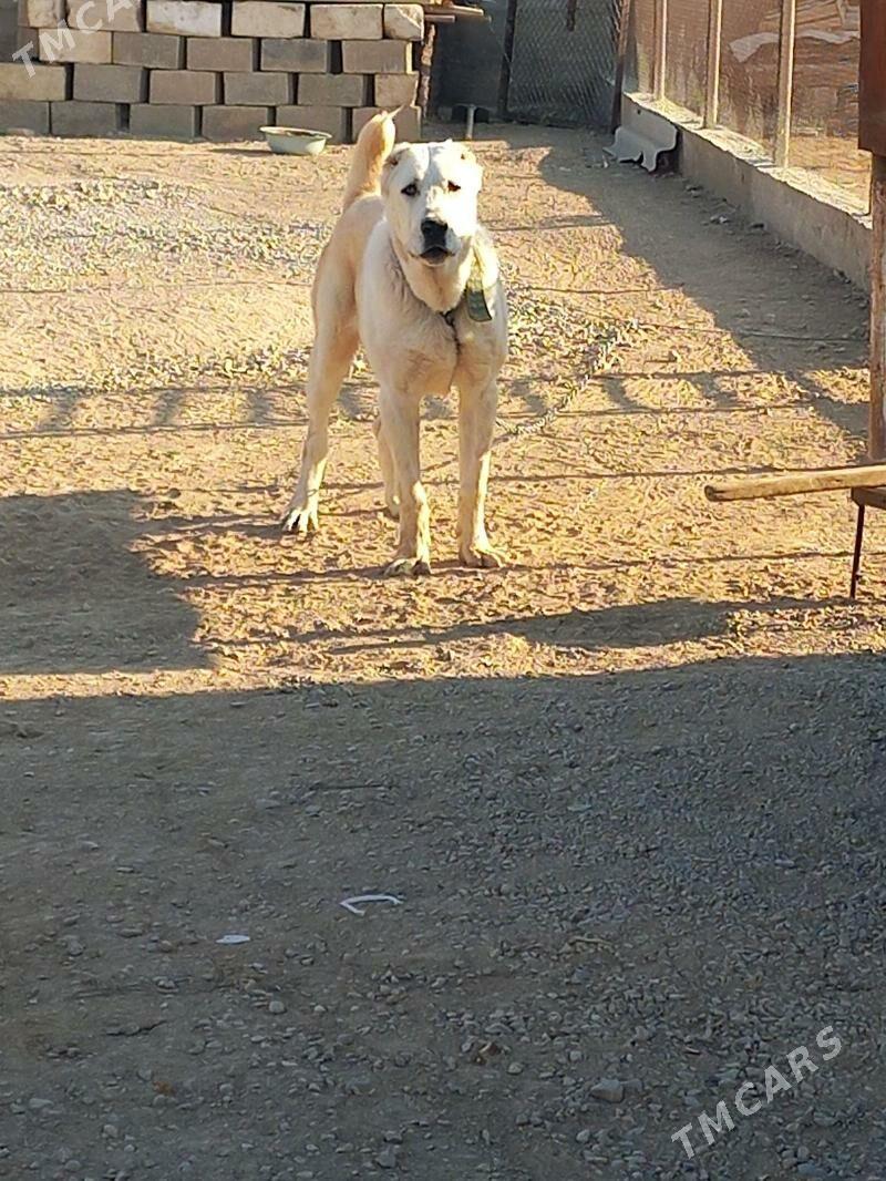 alabay - Ашхабад - img 3