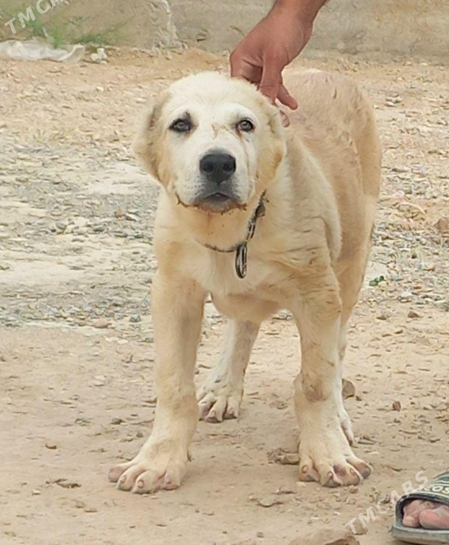 alabay - Ашхабад - img 4