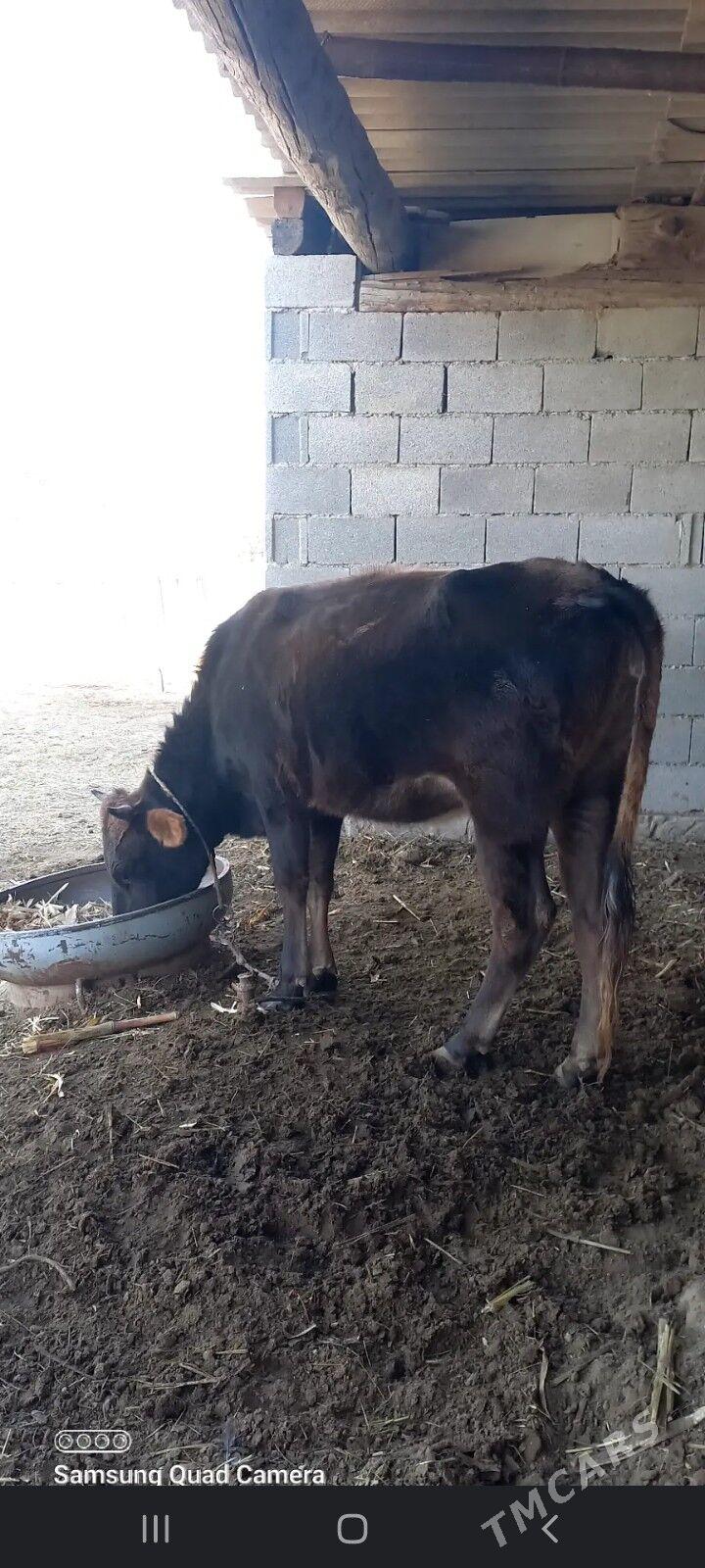 tuwe - Ак-Бугдайский этрап - img 2