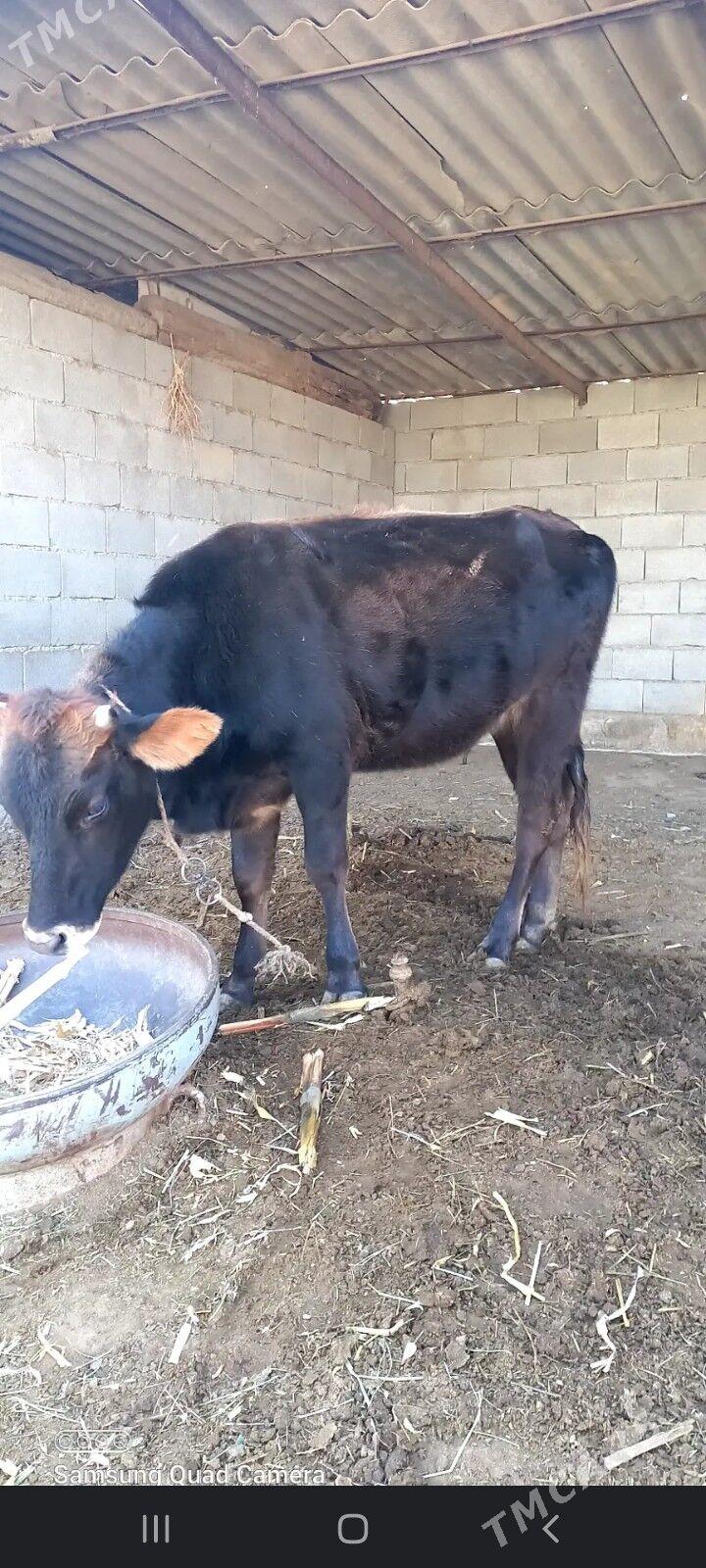 tuwe - Ак-Бугдайский этрап - img 1