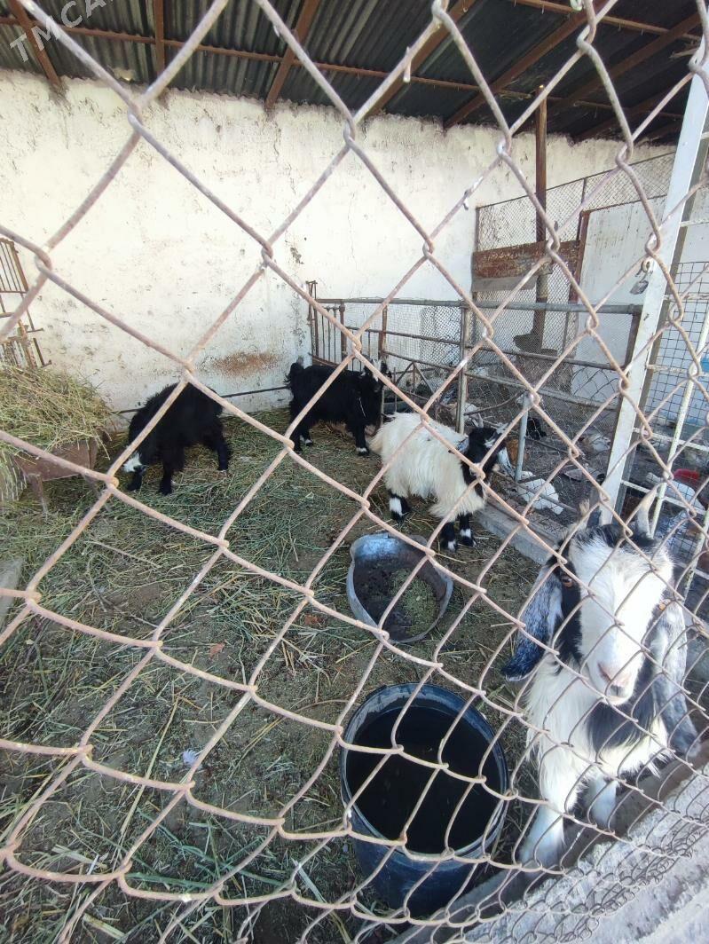 Çewiş - Kaka - img 2