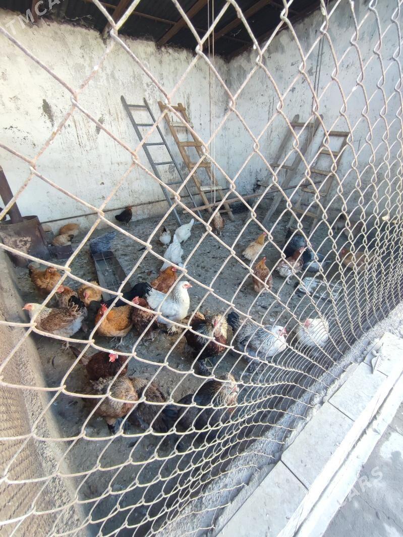 Towuk we induk - Kaka - img 3