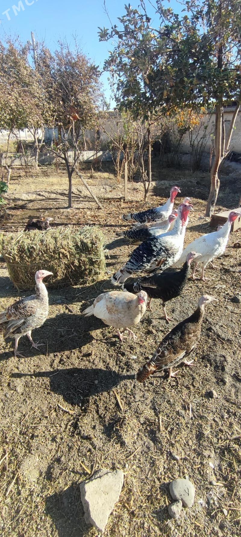 Towuk we induk - Kaka - img 1