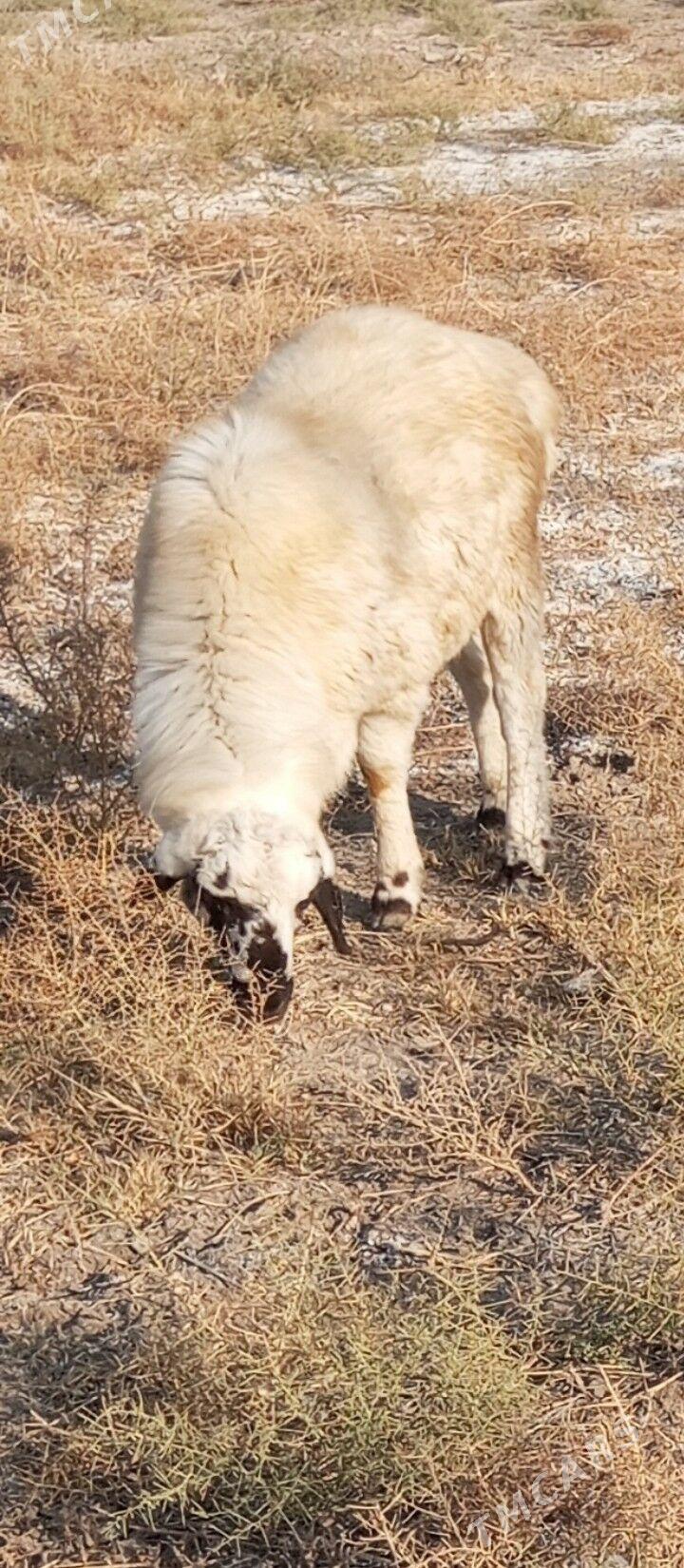 kockar - Farap - img 2