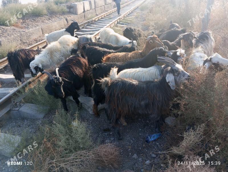 kockar - Farap - img 3