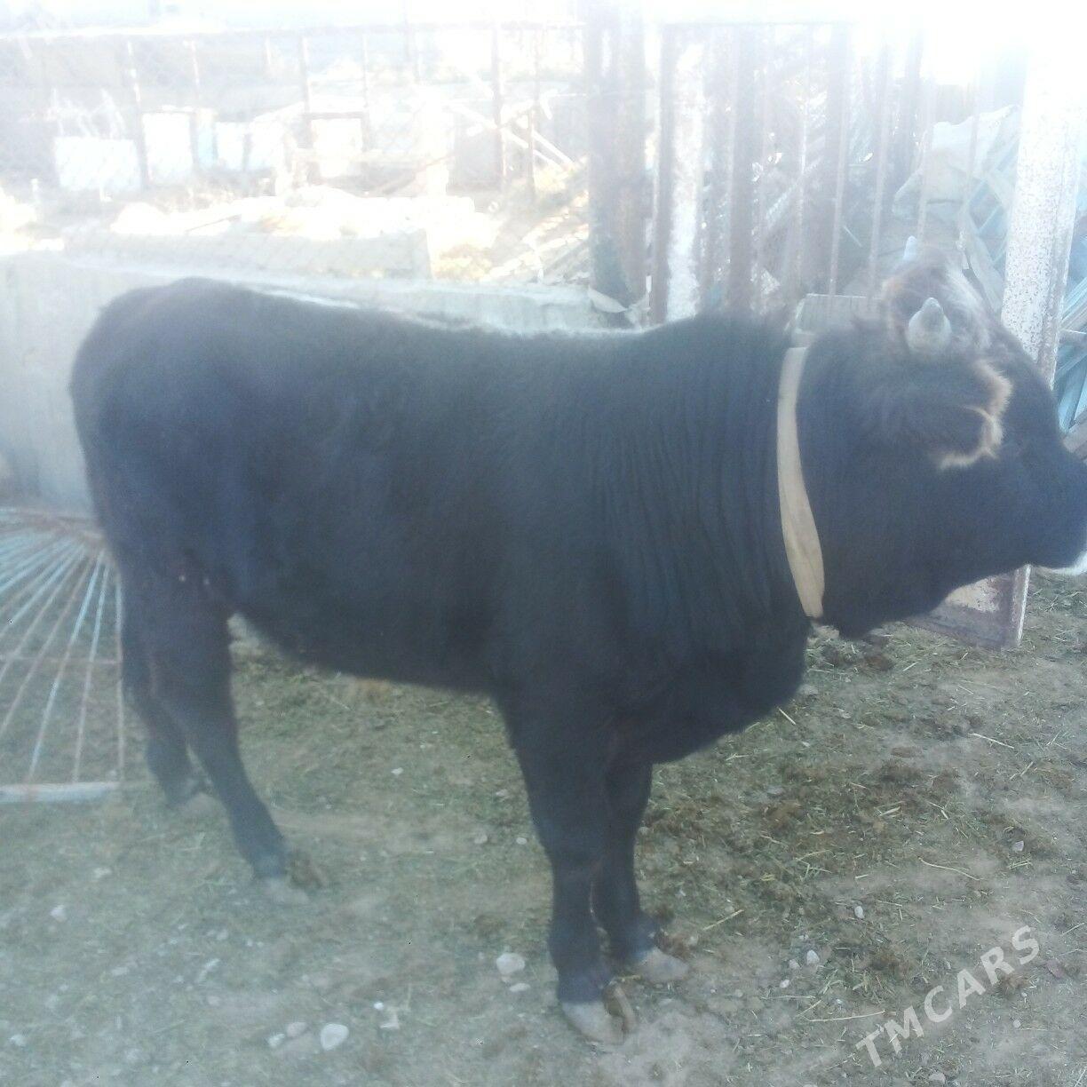 okuz - Esenguly - img 4