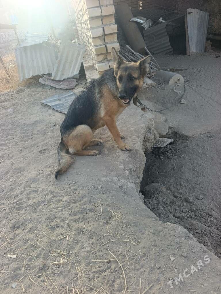 Nemesgi awçarka - Халач - img 7