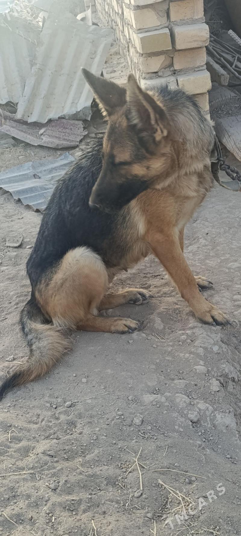 Nemesgi awçarka - Халач - img 6