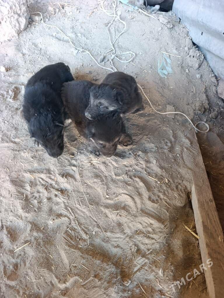 Nemesgi awçarka - Халач - img 5