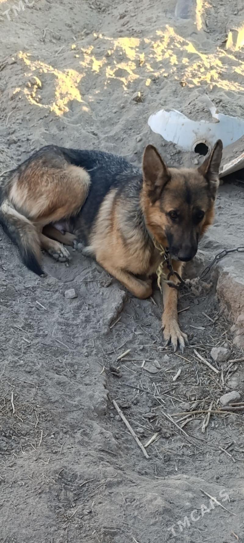 Nemesgi awçarka - Халач - img 2