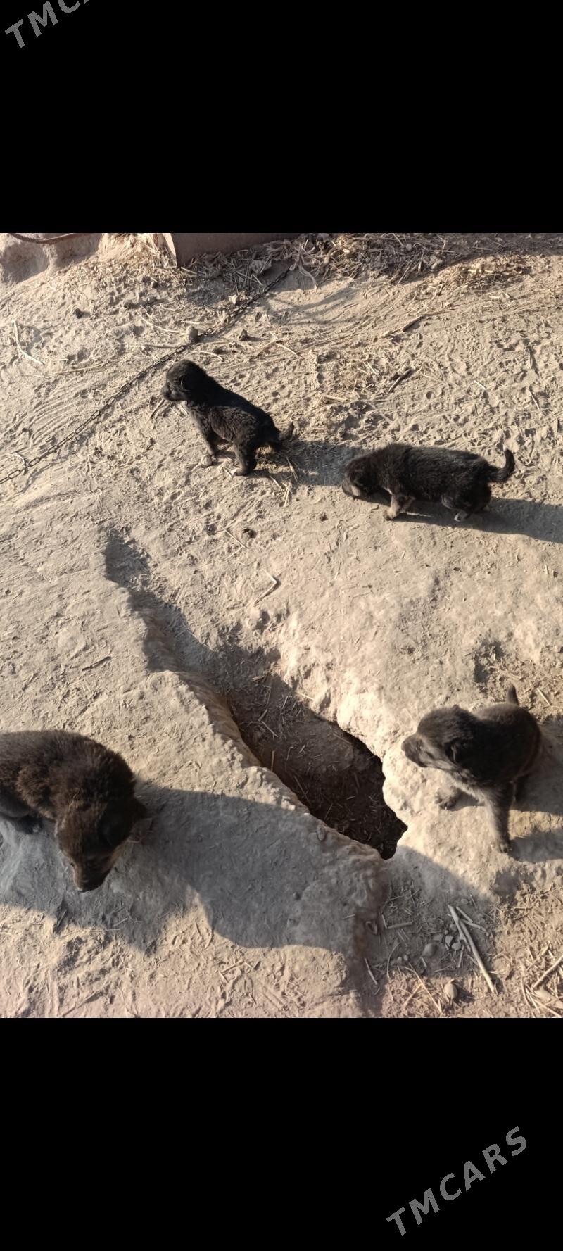 Nemesgi awçarka - Халач - img 4