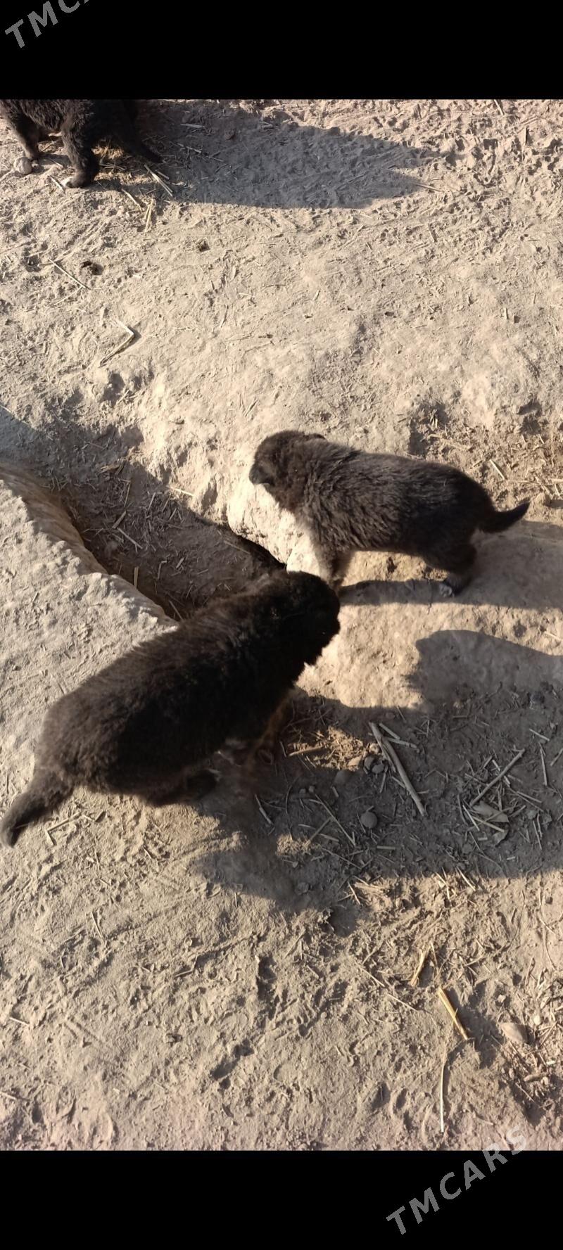 Nemesgi awçarka - Халач - img 3