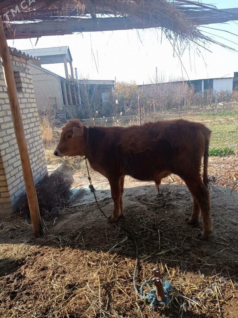 öküz - Farap - img 2