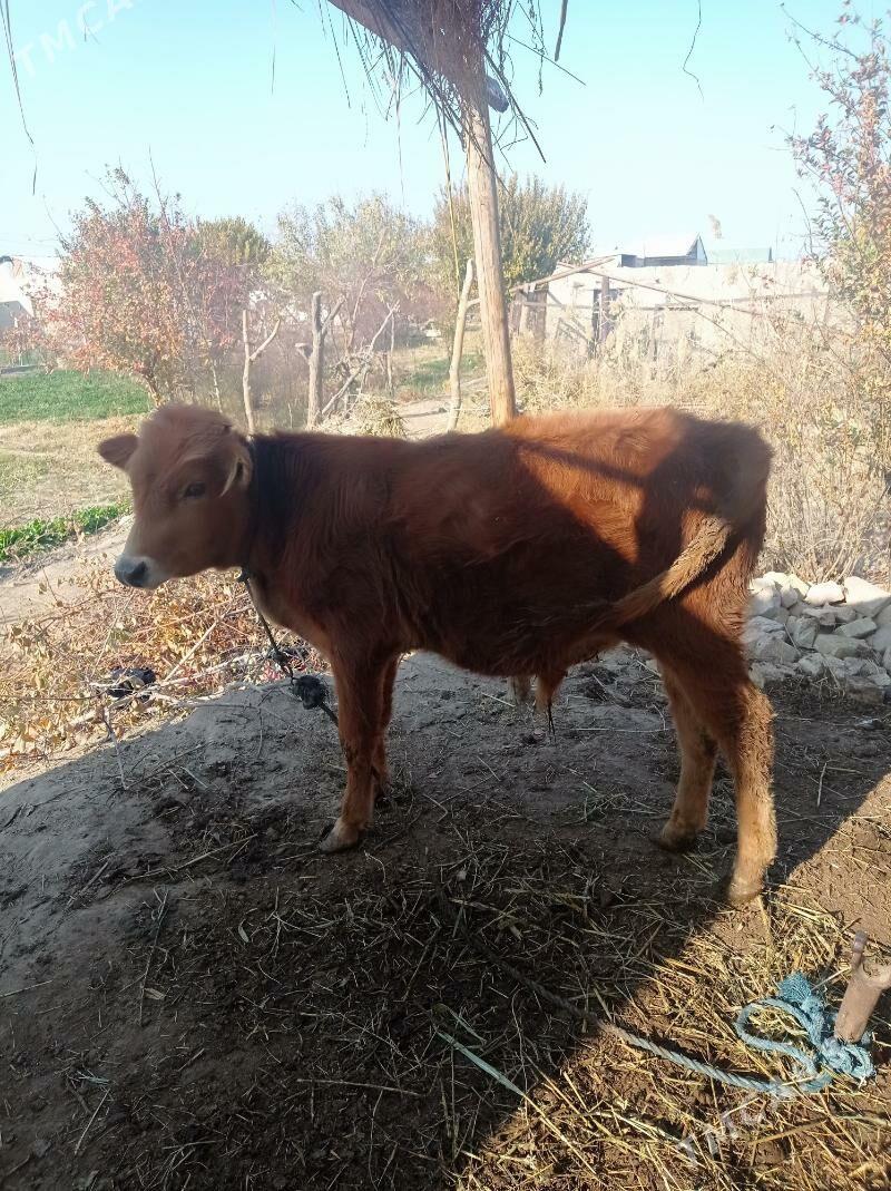 öküz - Farap - img 1