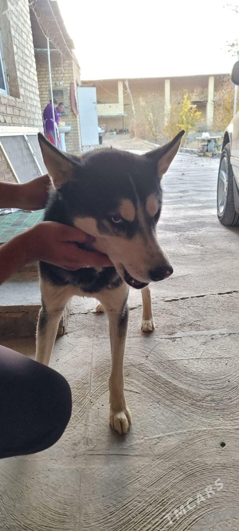 Haski - Саят - img 3