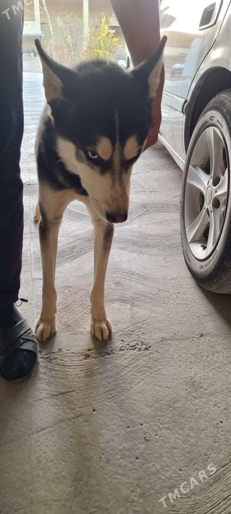 Haski - Саят - img 2