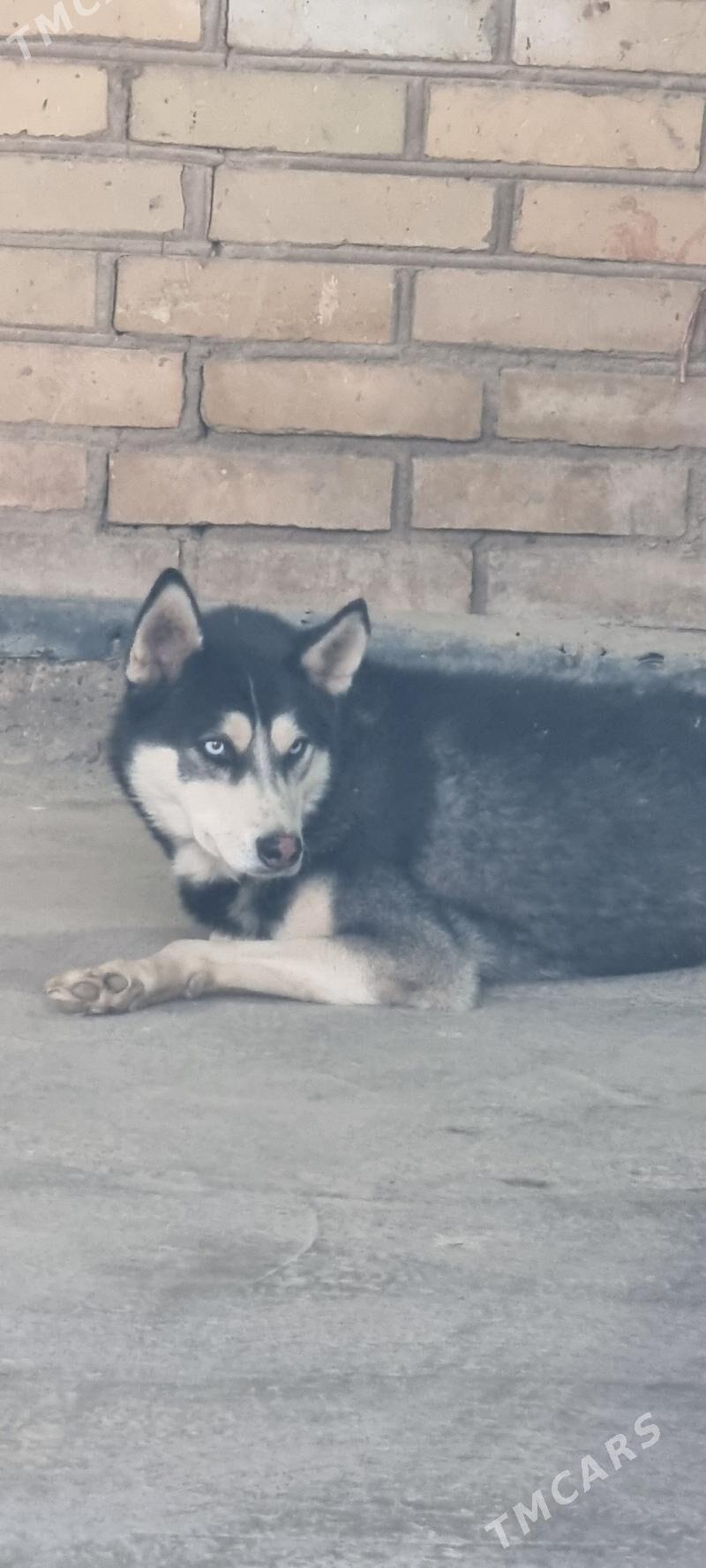 Haski - Саят - img 4