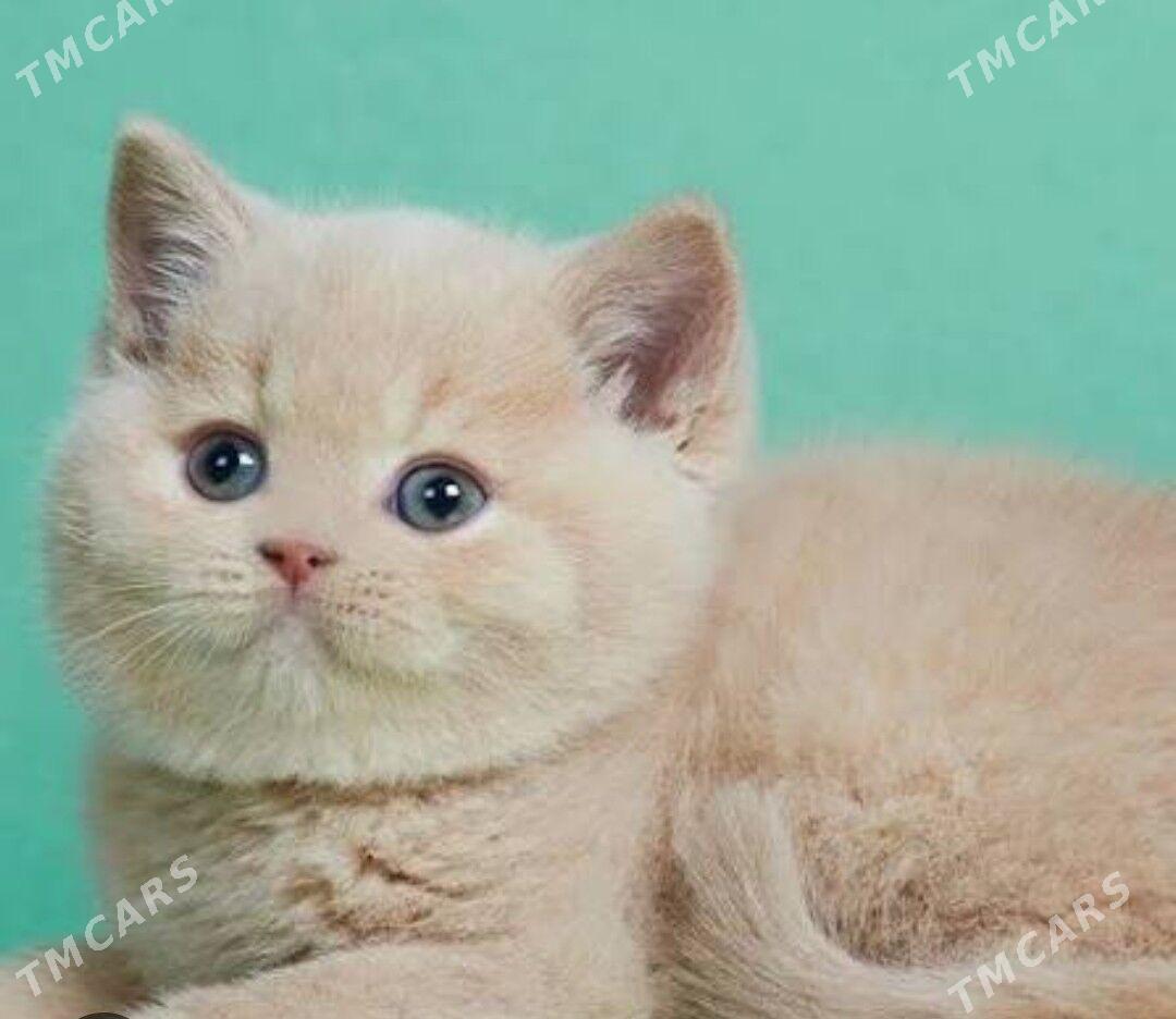 шотландские прямоушки - Aşgabat - img 3