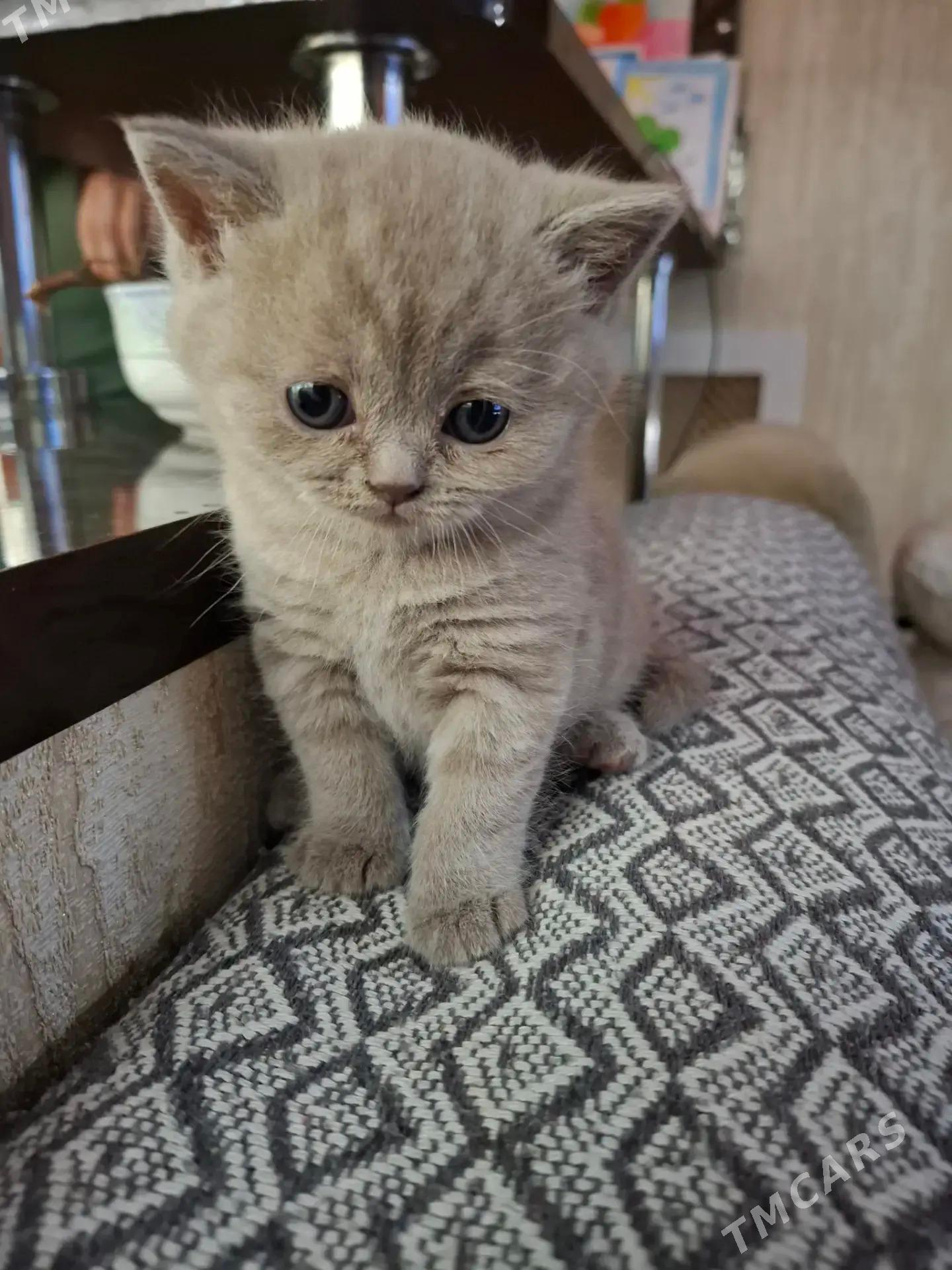 шотландские прямоушки - Aşgabat - img 2