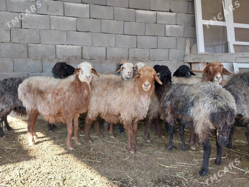 Goÿun - Gökdepe - img 1