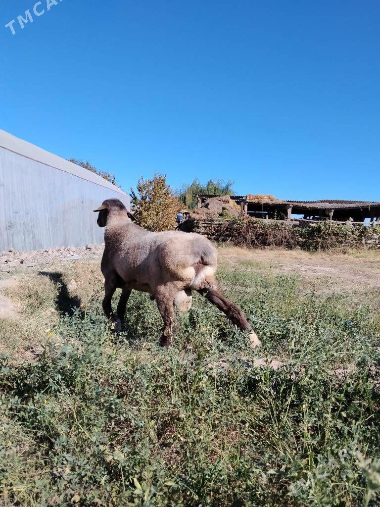 Гоч Гисар - Çärjew - img 3
