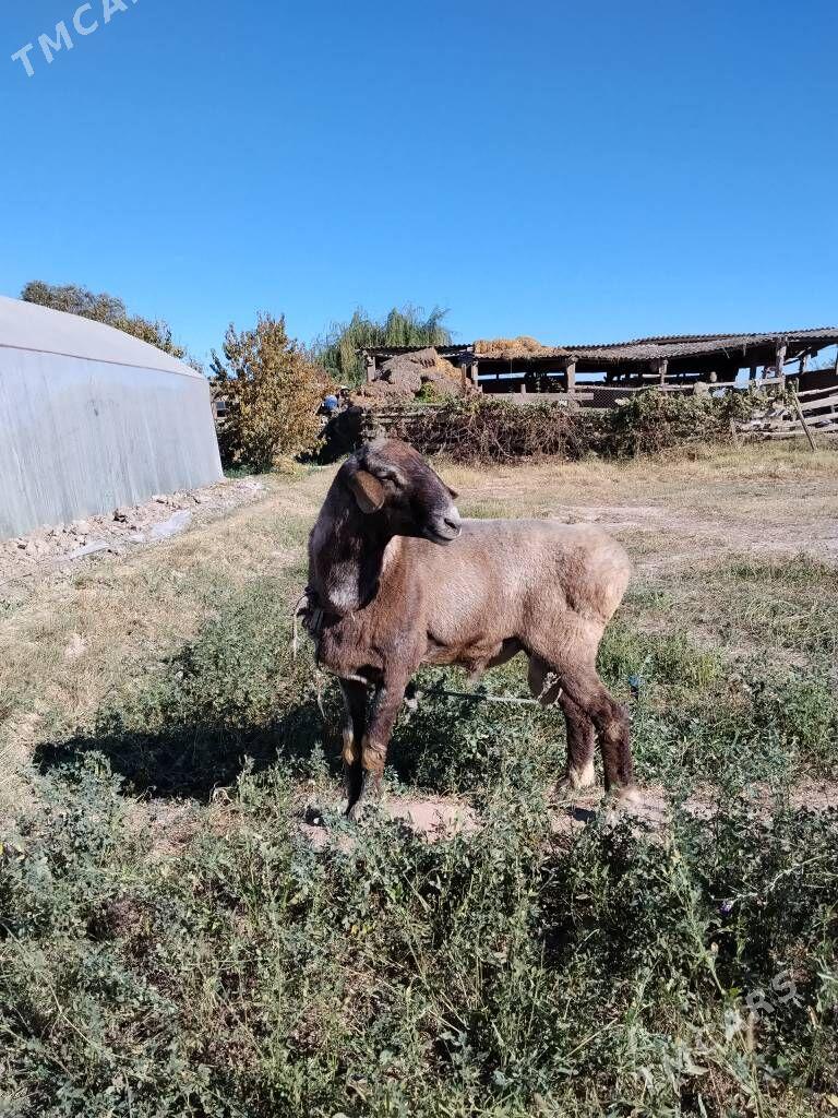 Гоч Гисар - Çärjew - img 4