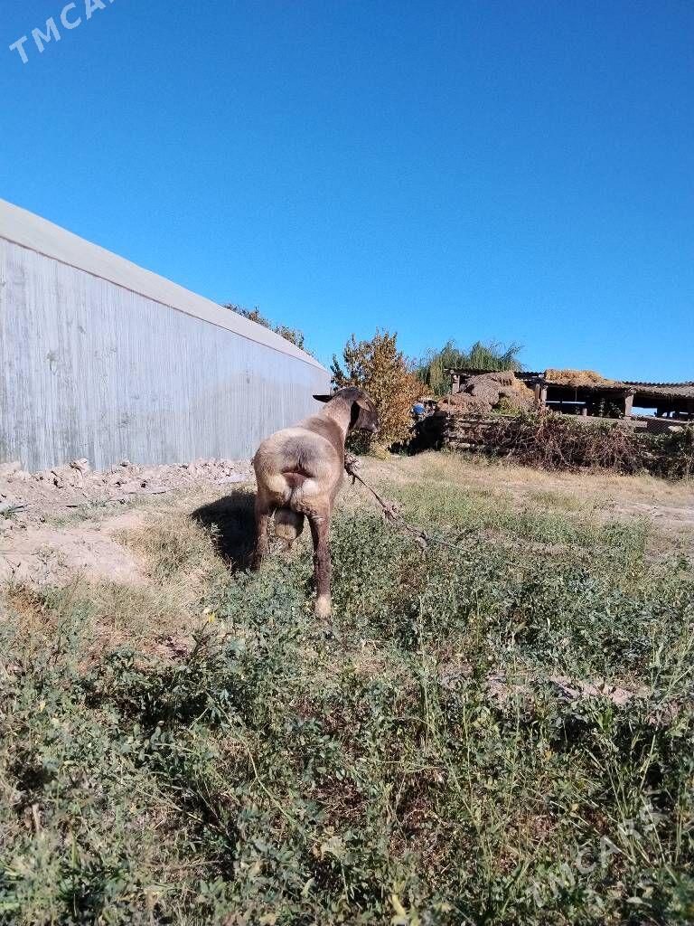 Гоч Гисар - Çärjew - img 2