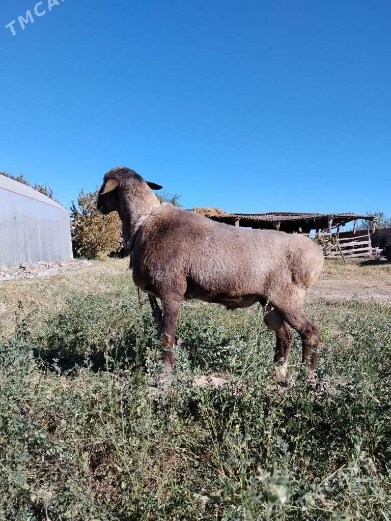 Гоч Гисар - Çärjew - img 5