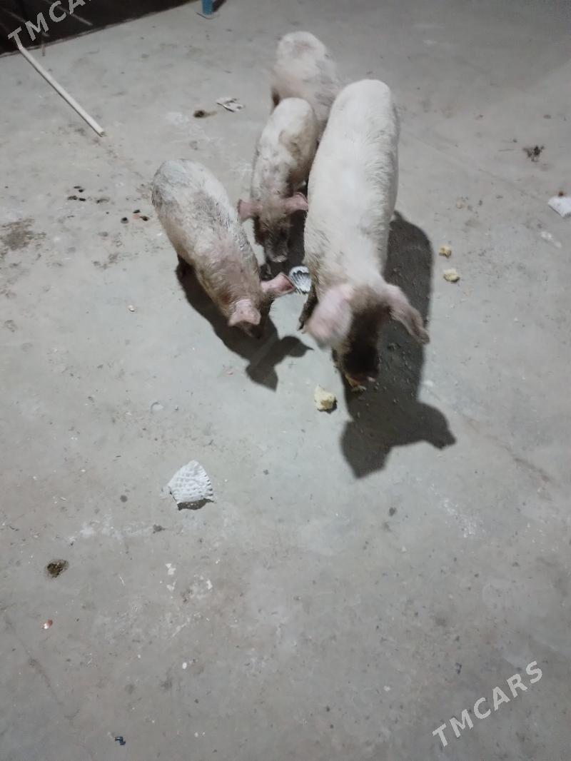 3 aylyk jojyk - Туркменабат - img 6