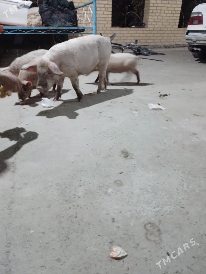 3 aylyk jojyk - Туркменабат - img 7