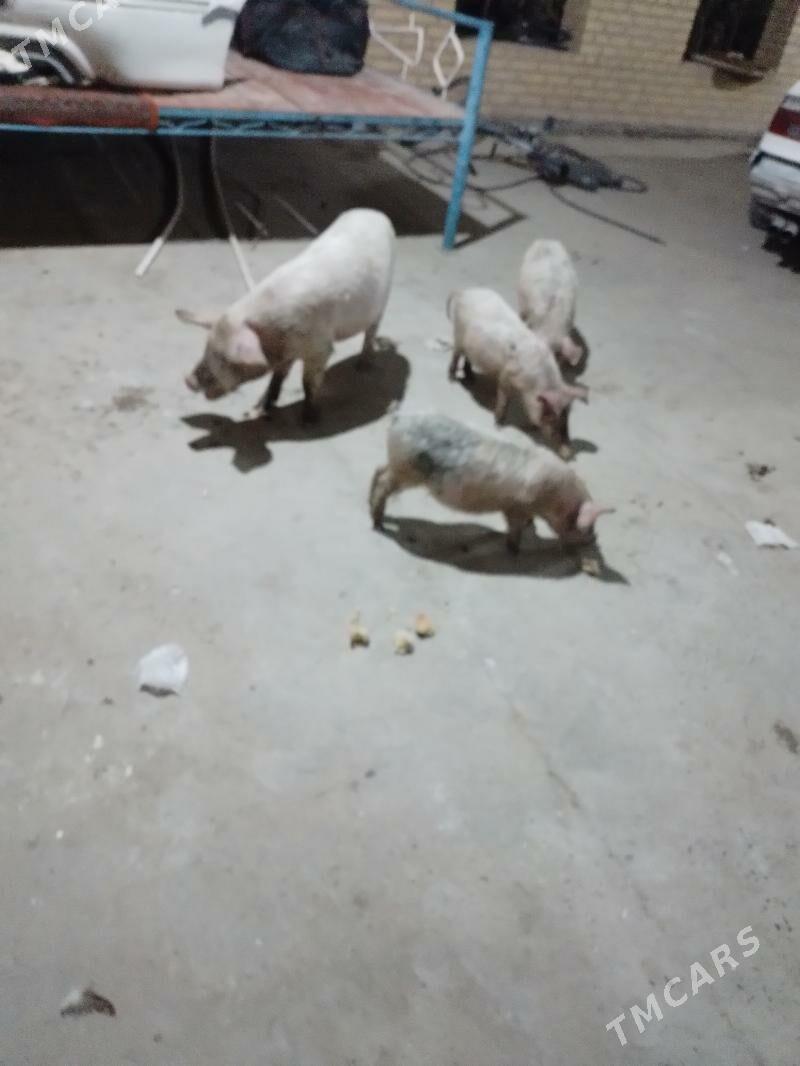 3 aylyk jojyk - Туркменабат - img 3