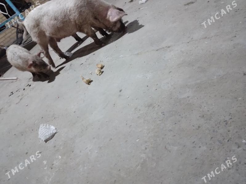 3 aylyk jojyk - Туркменабат - img 2