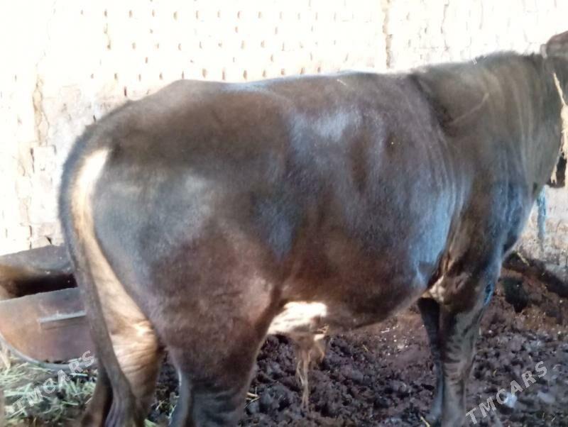 öküz - Mary - img 4