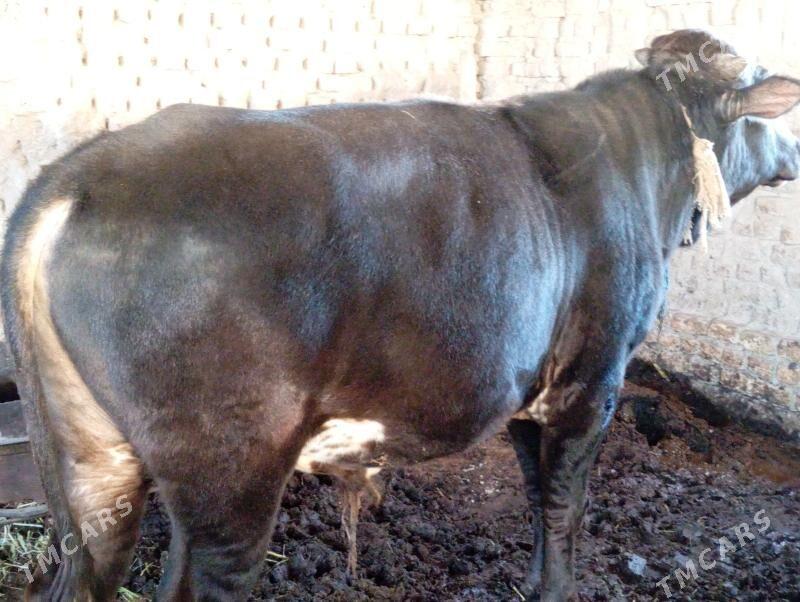 öküz - Mary - img 1