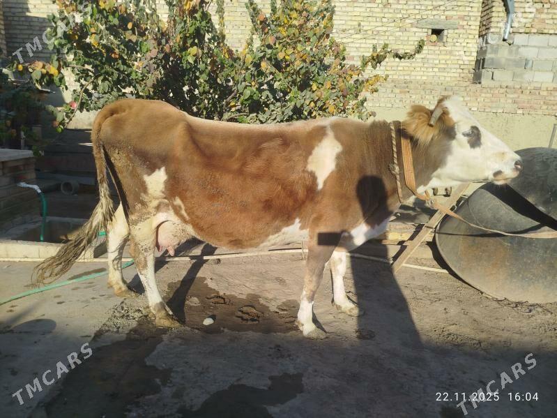 Sygyr - Bäherden - img 2