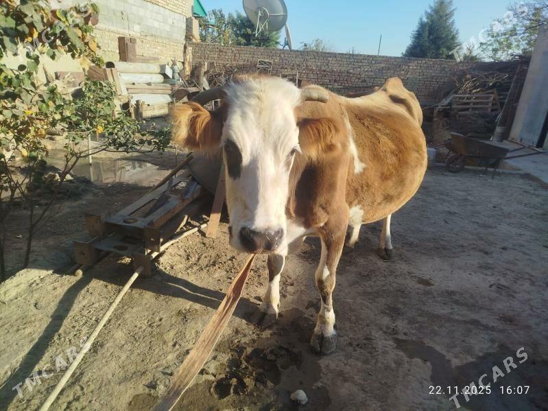 Sygyr - Bäherden - img 4