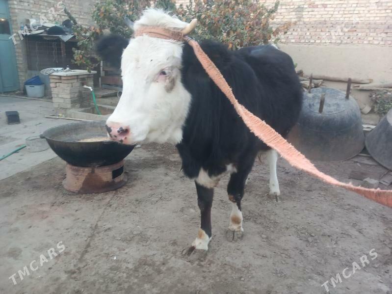 Tüwe - Bäherden - img 5