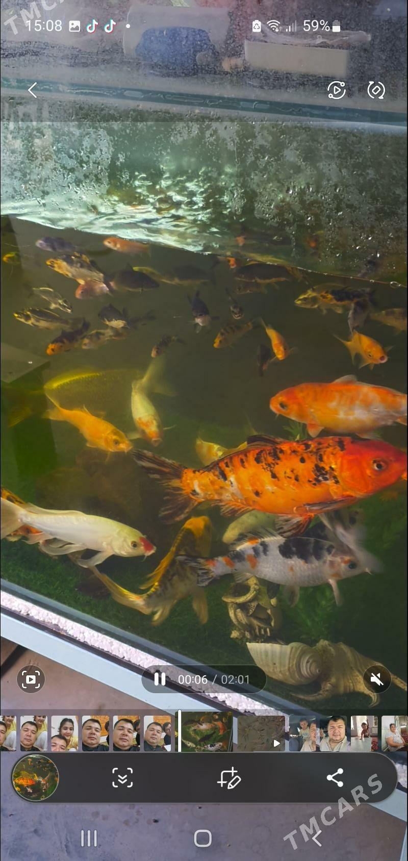 карп кои - Дашогуз - img 3