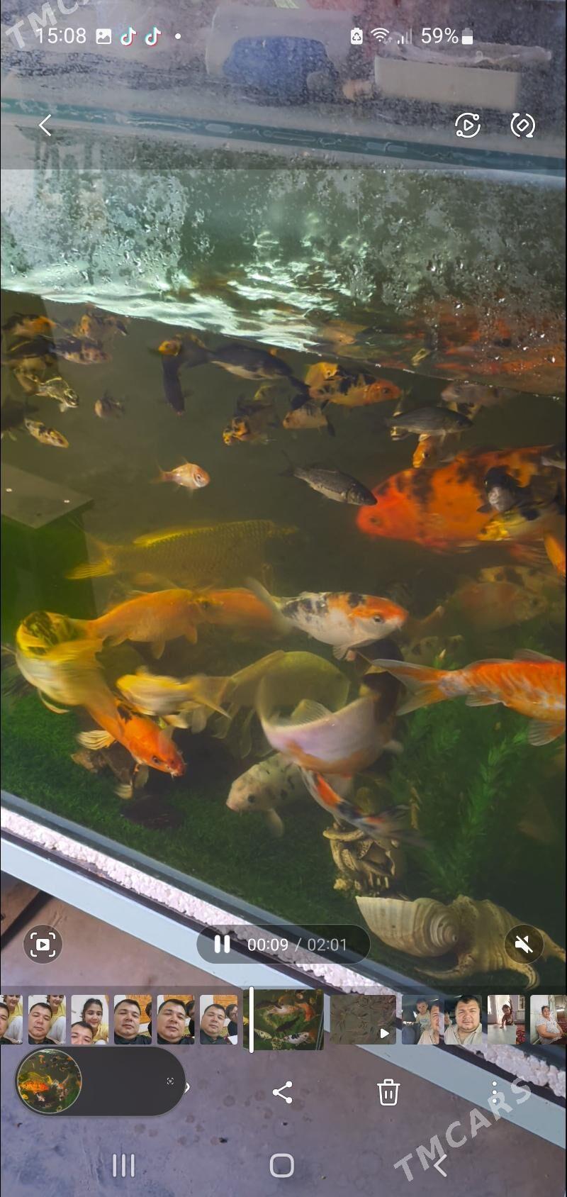 карп кои - Дашогуз - img 1