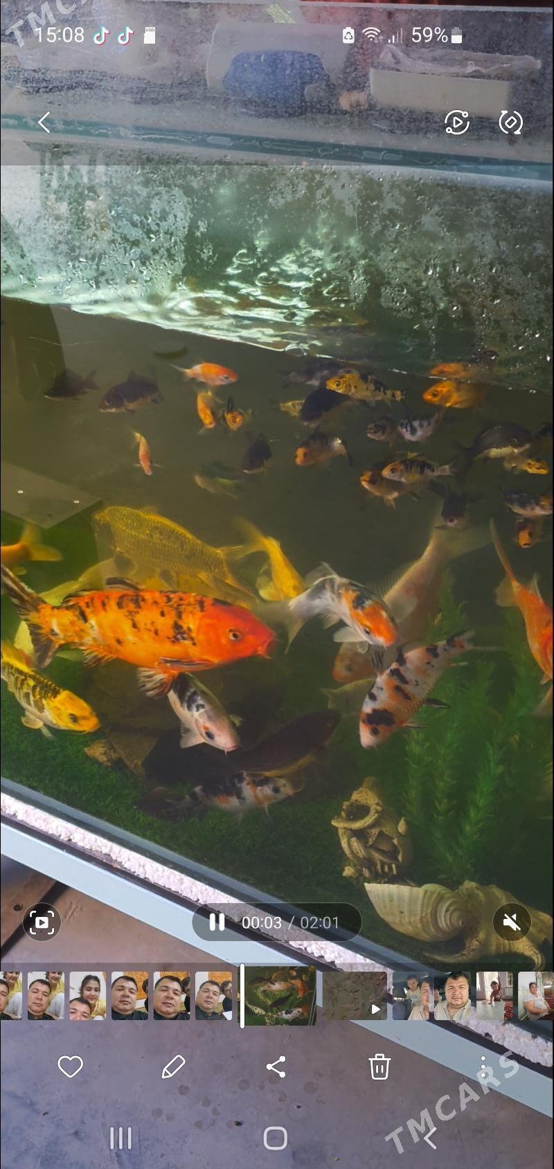 карп кои - Дашогуз - img 4