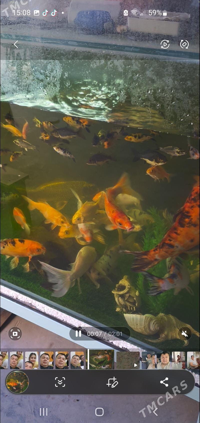 карп кои - Дашогуз - img 2