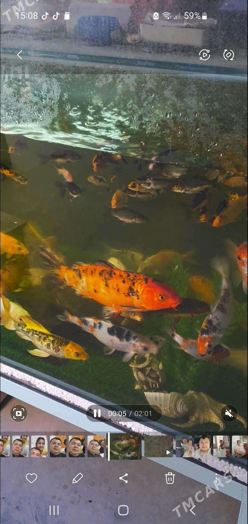 карп кои - Дашогуз - img 5