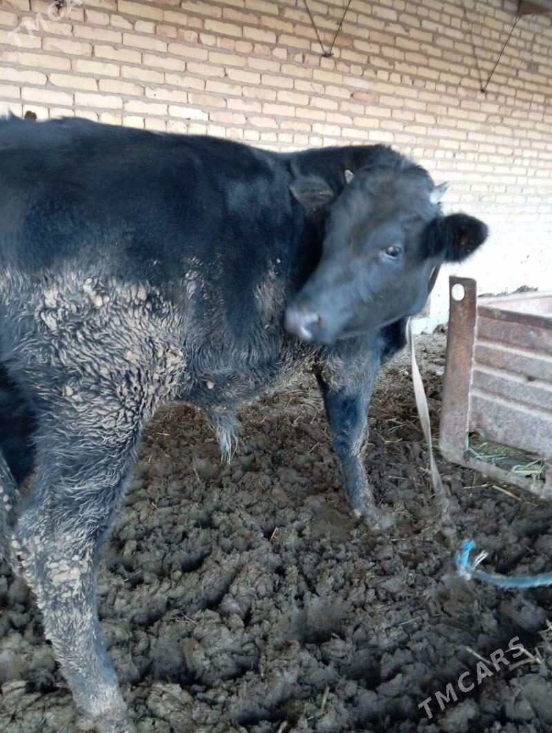 Okuz - Çärjew - img 3