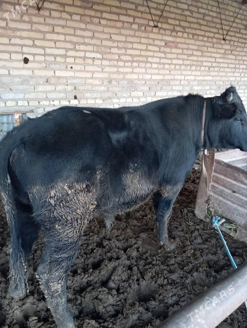 Okuz - Çärjew - img 1