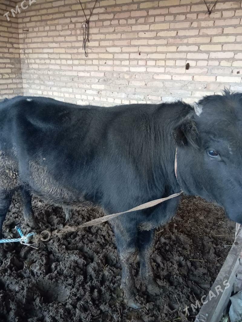 Okuz - Çärjew - img 2