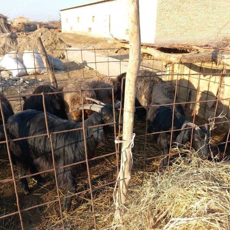 Goyun geci - Garabekewül - img 2