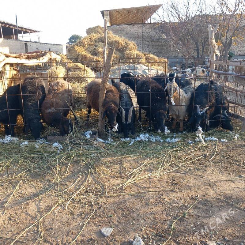 Goyun geci - Garabekewül - img 4